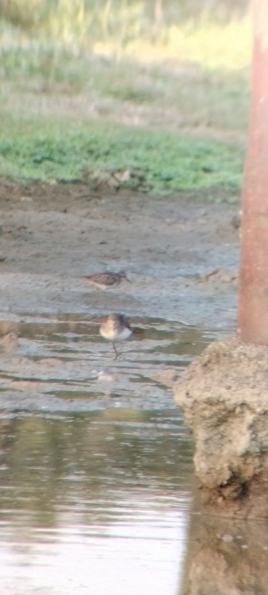 Einsiedelwasserläufer - ML646626574