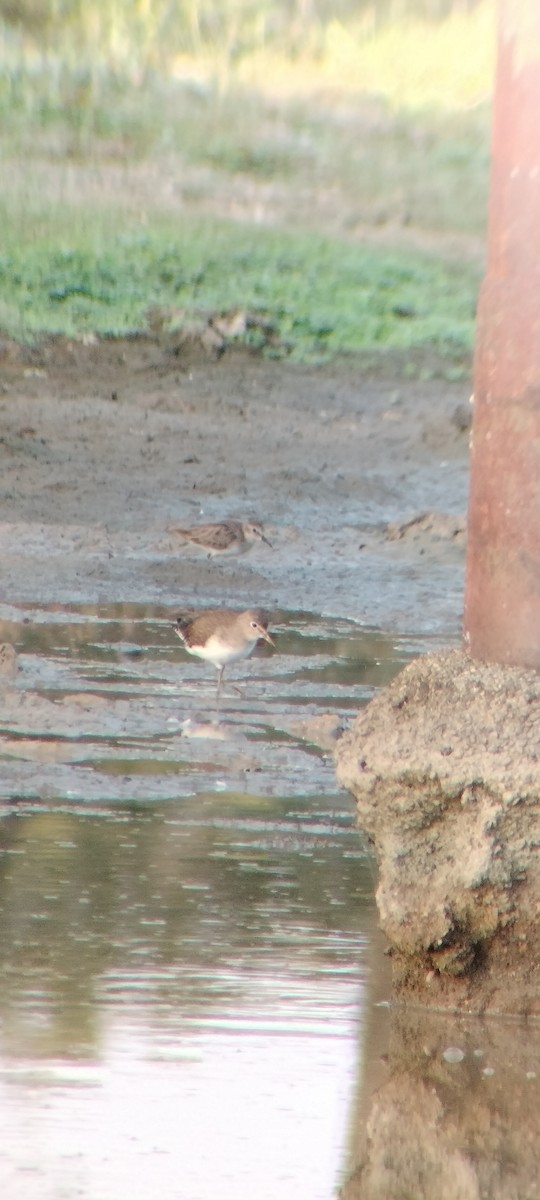 Einsiedelwasserläufer - ML646626576