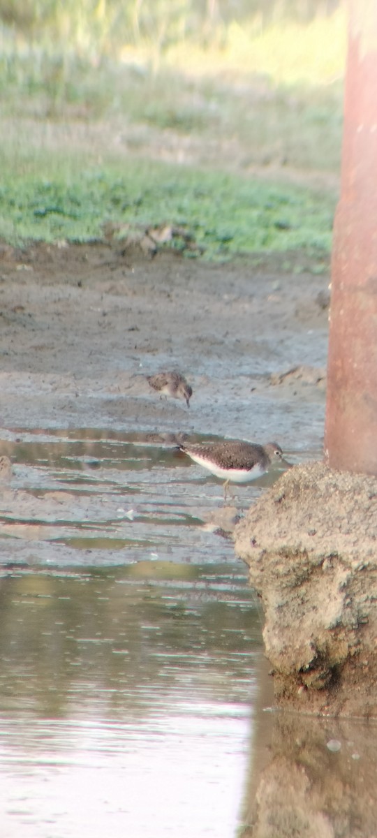 Улит-отшельник - ML646626579