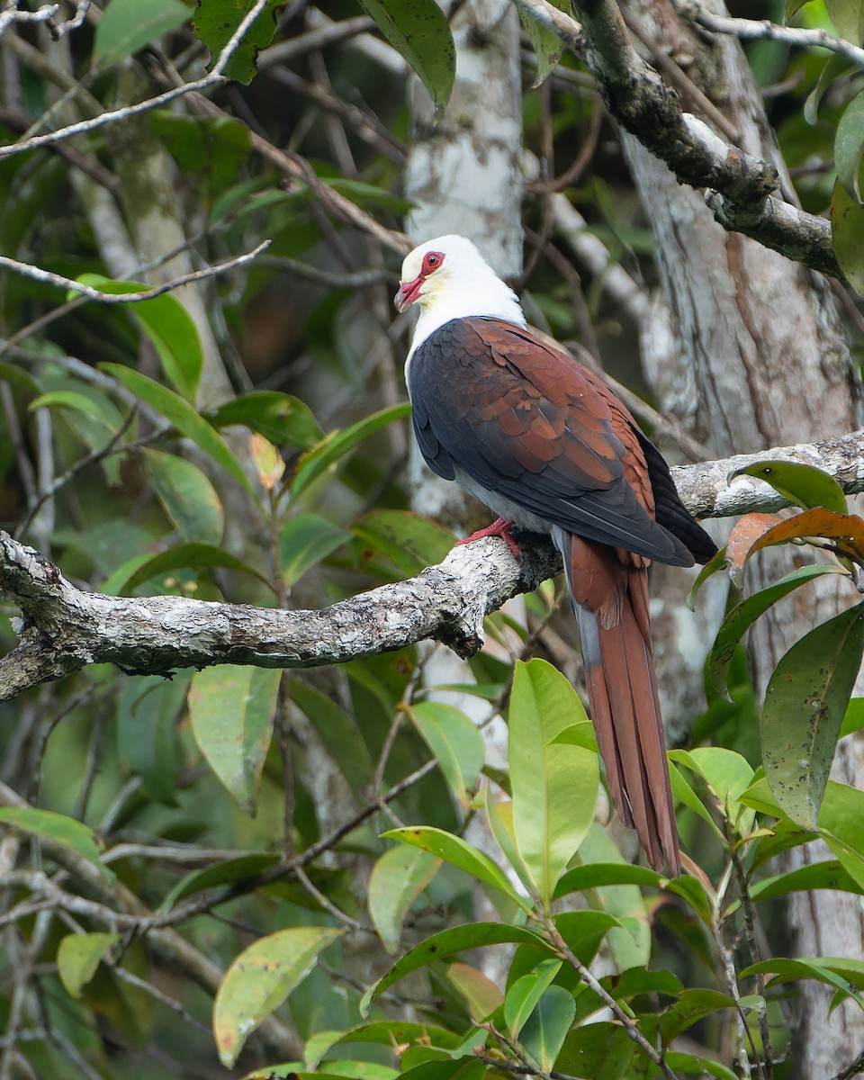Great Cuckoo-Dove - ML646626583