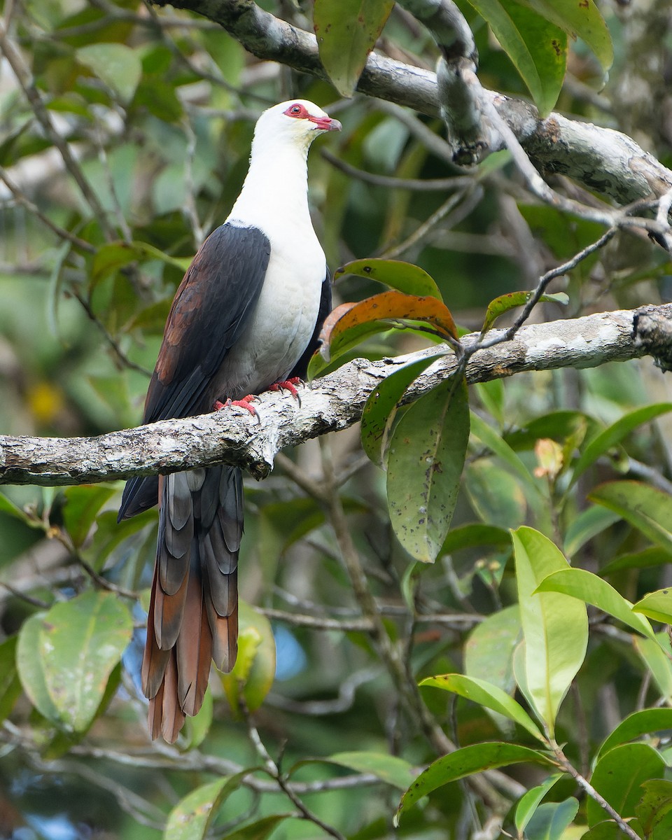 Great Cuckoo-Dove - ML646626584