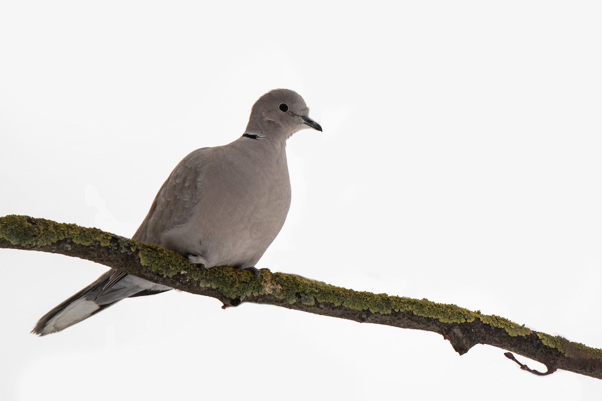 Кольчатая горлица - ML646626588