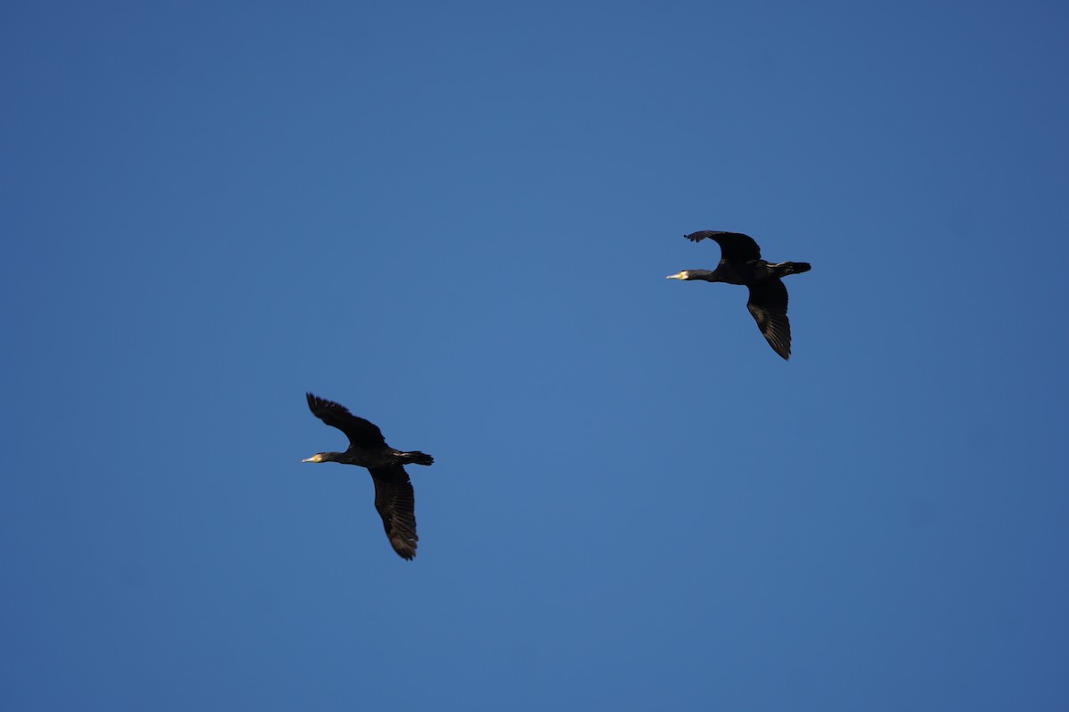 Большой баклан - ML646626591