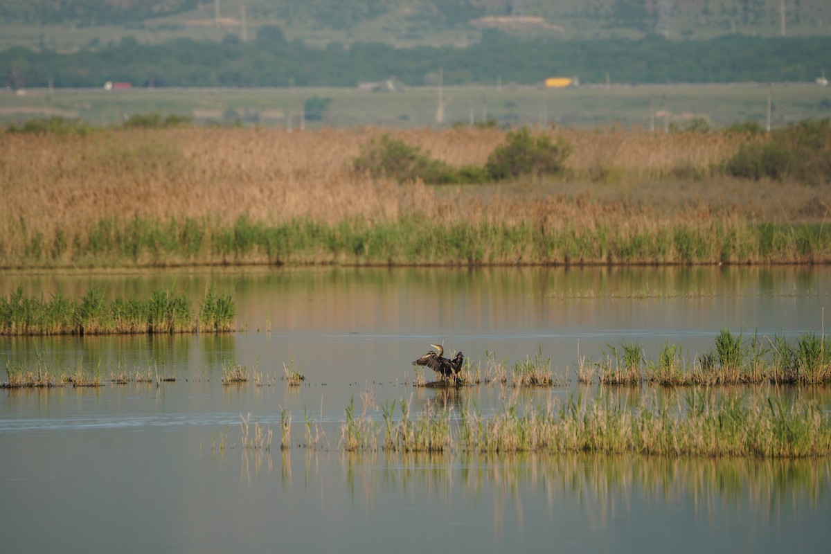 Большой баклан - ML646626592