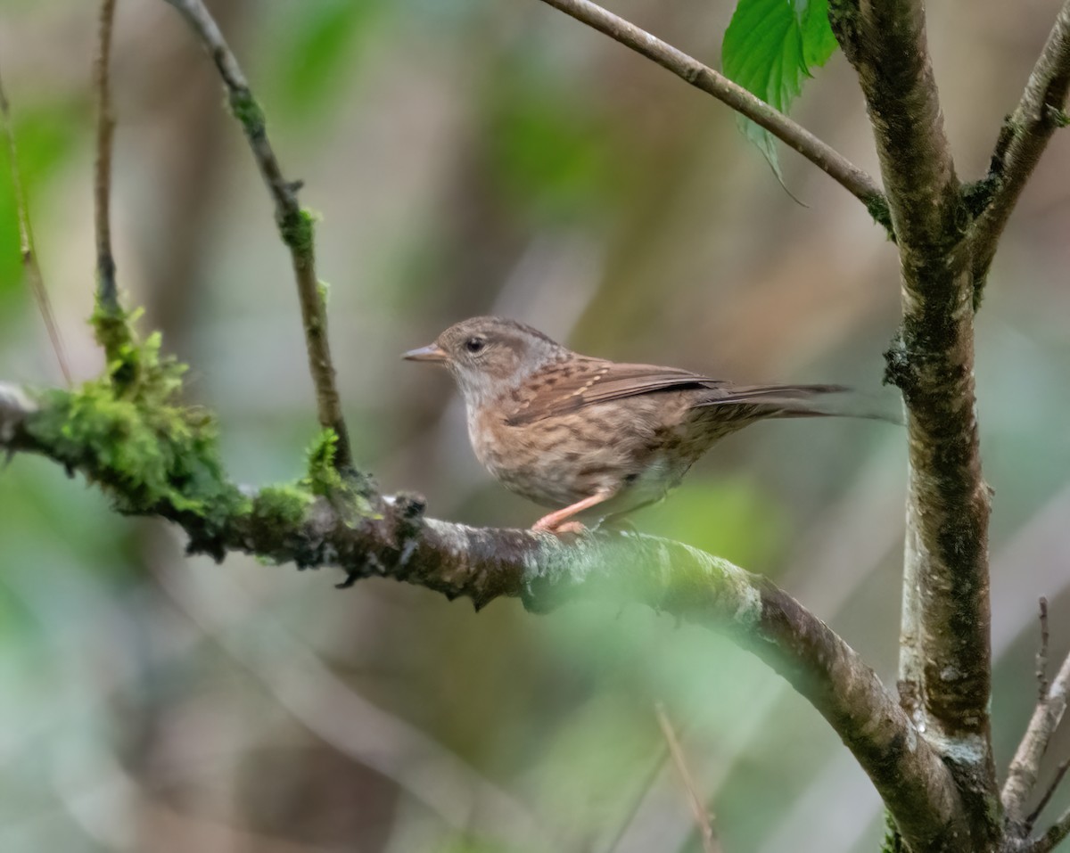 Passera scopaiola - ML646626593