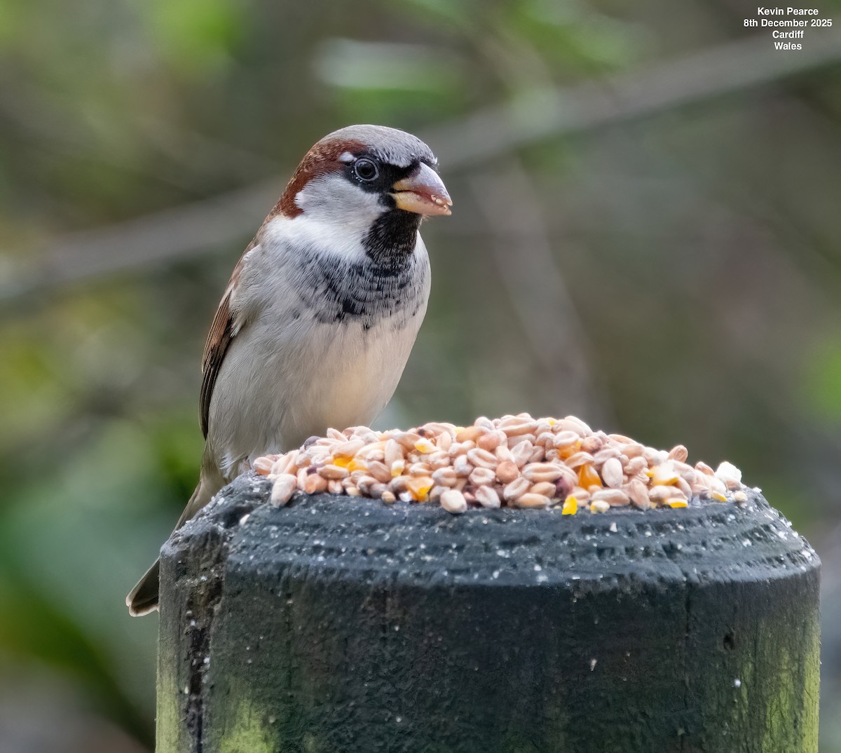 Passera oltremontana - ML646626596