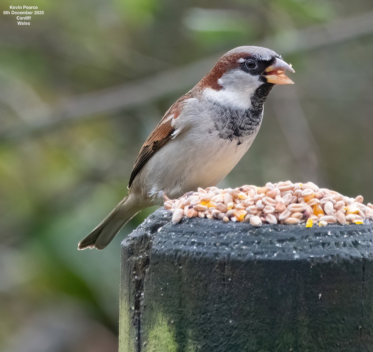 Passera oltremontana - ML646626597