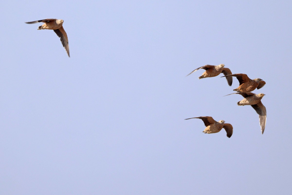 Fleckenflughuhn - ML646626598