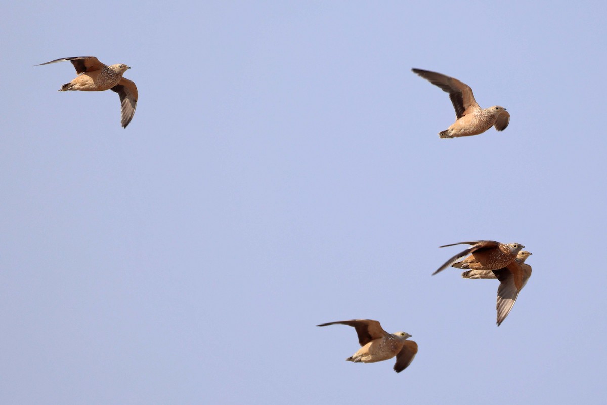 Fleckenflughuhn - ML646626599