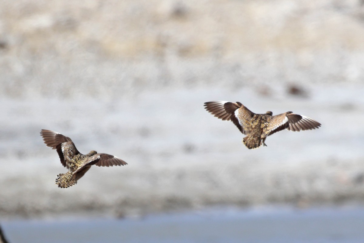 Fleckenflughuhn - ML646626600