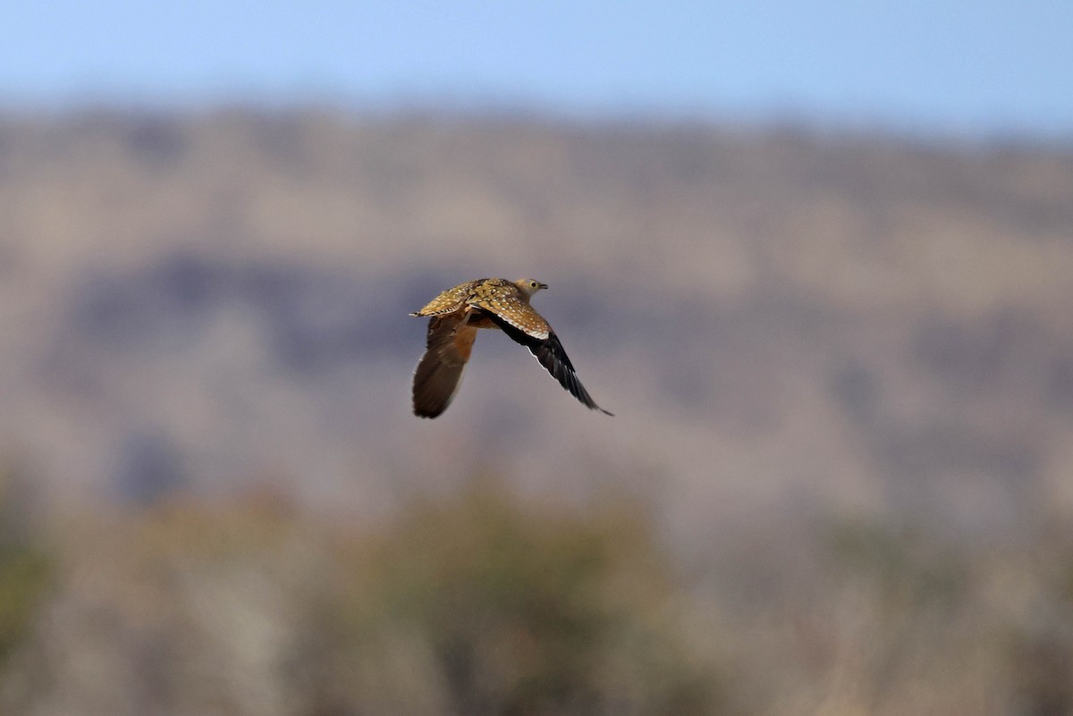 Fleckenflughuhn - ML646626601