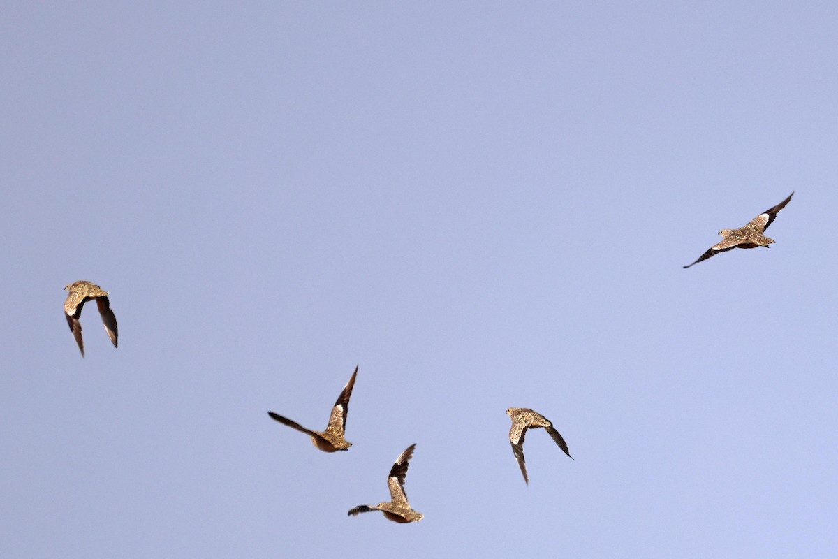 Fleckenflughuhn - ML646626602