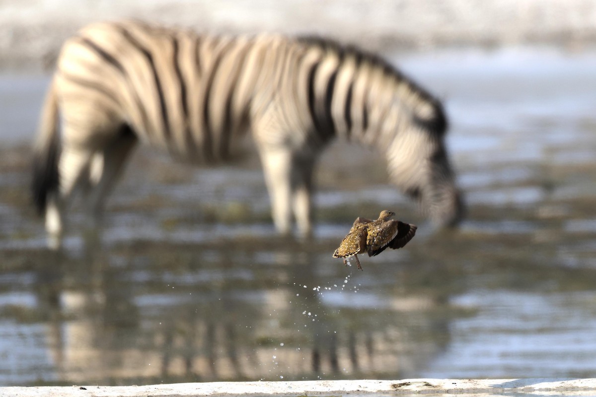 Fleckenflughuhn - ML646626603