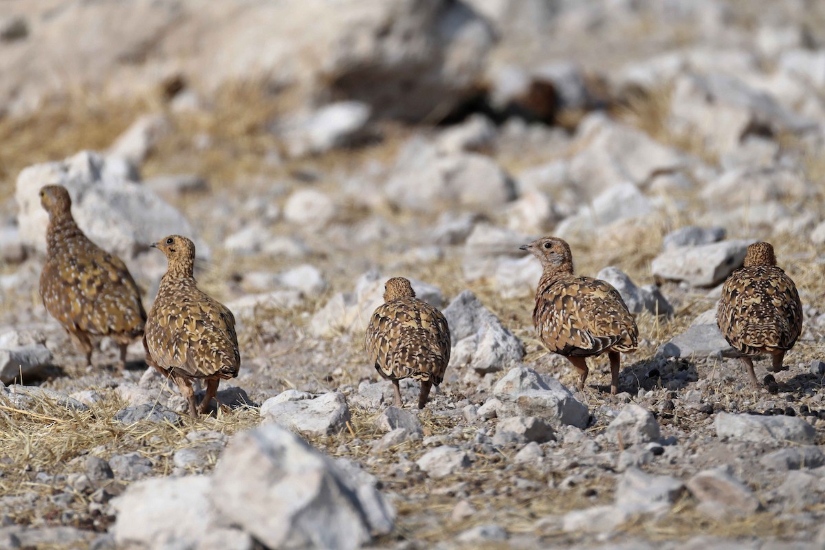 Fleckenflughuhn - ML646626604