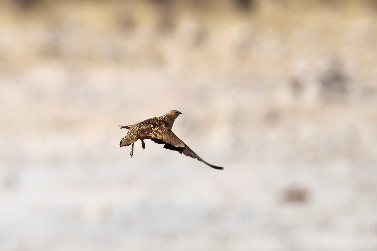 Fleckenflughuhn - ML646626605