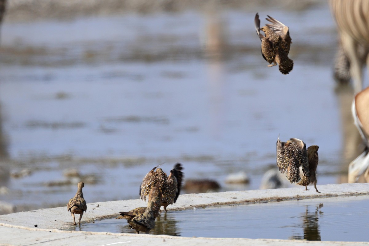 Fleckenflughuhn - ML646626606