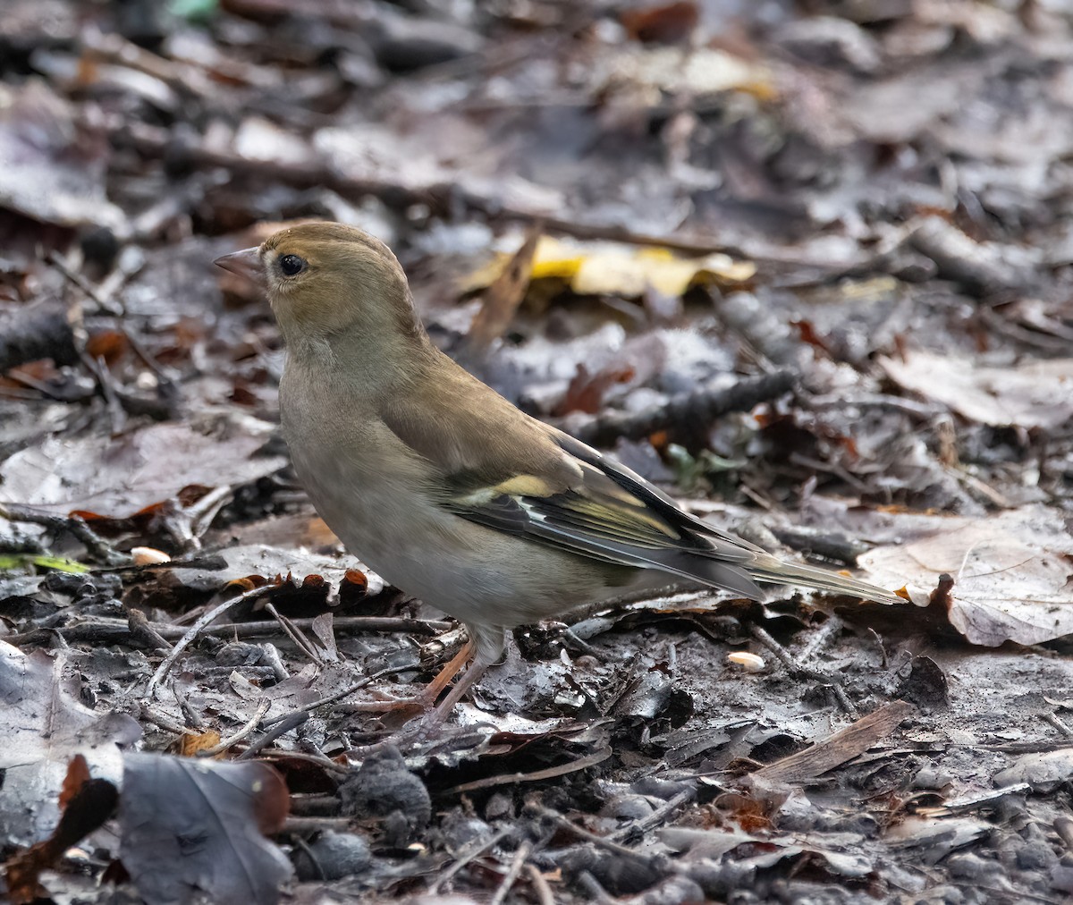 Fringuello - ML646626608