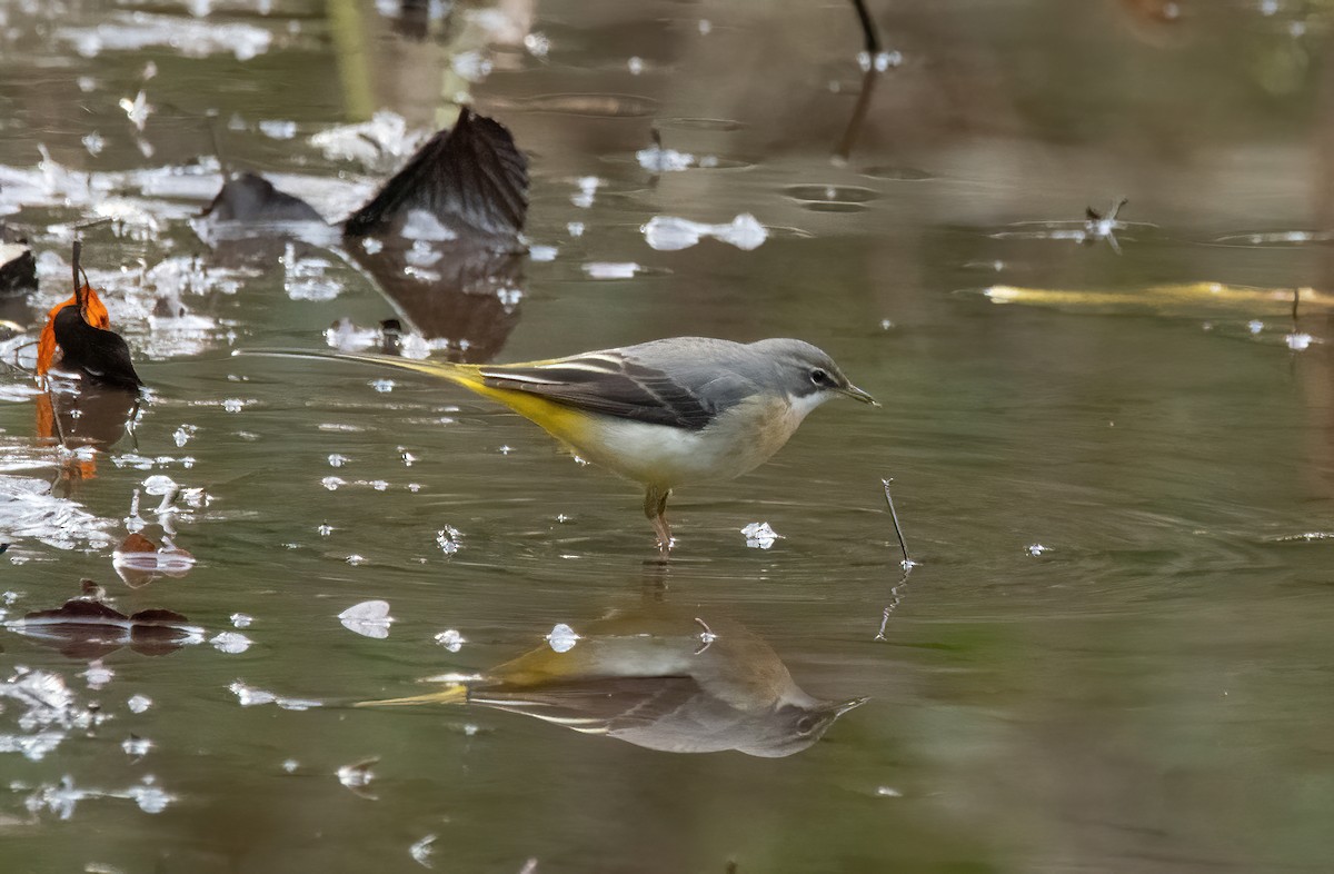 Ballerina gialla - ML646626612