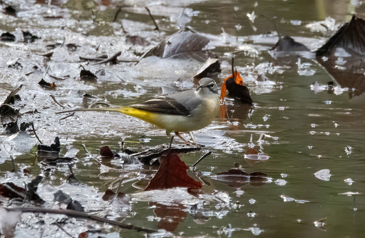 Ballerina gialla - ML646626613