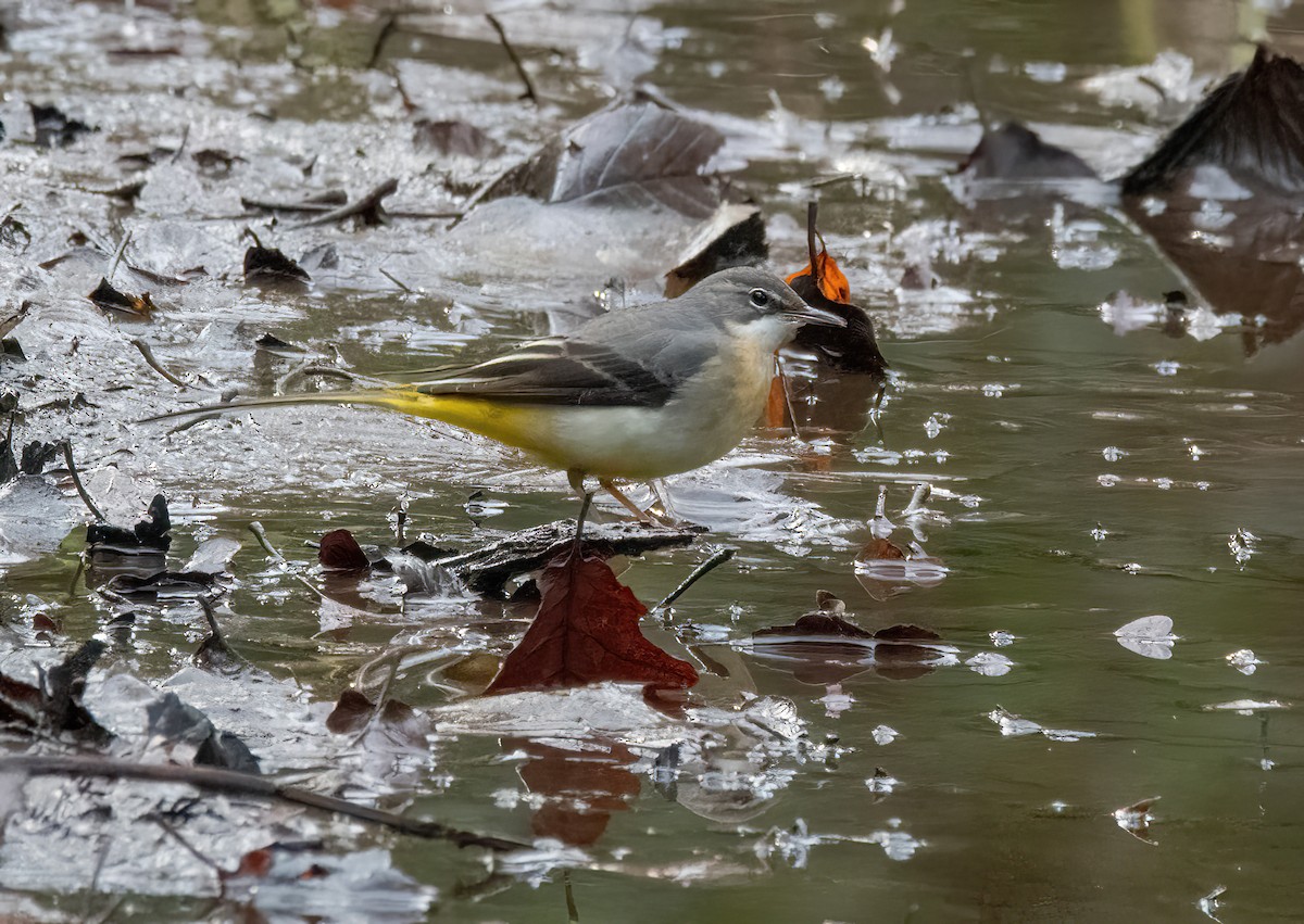 Ballerina gialla - ML646626614