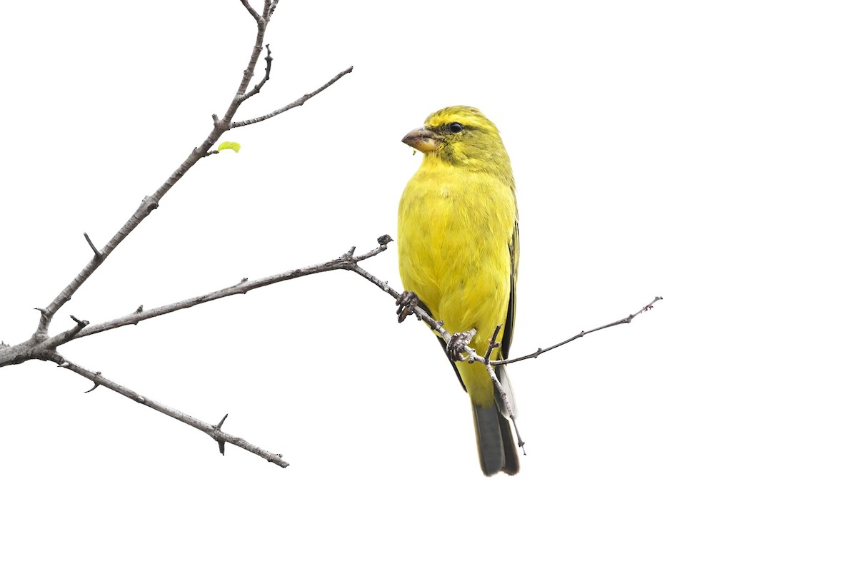 svovelirisk - ML646626615