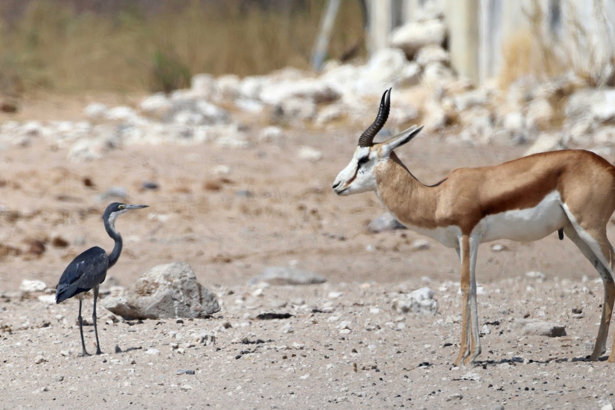 svarthodehegre - ML646626619