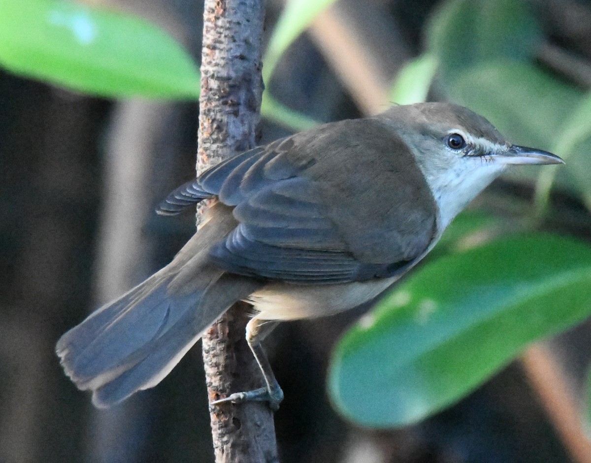 stentorsanger - ML646626620