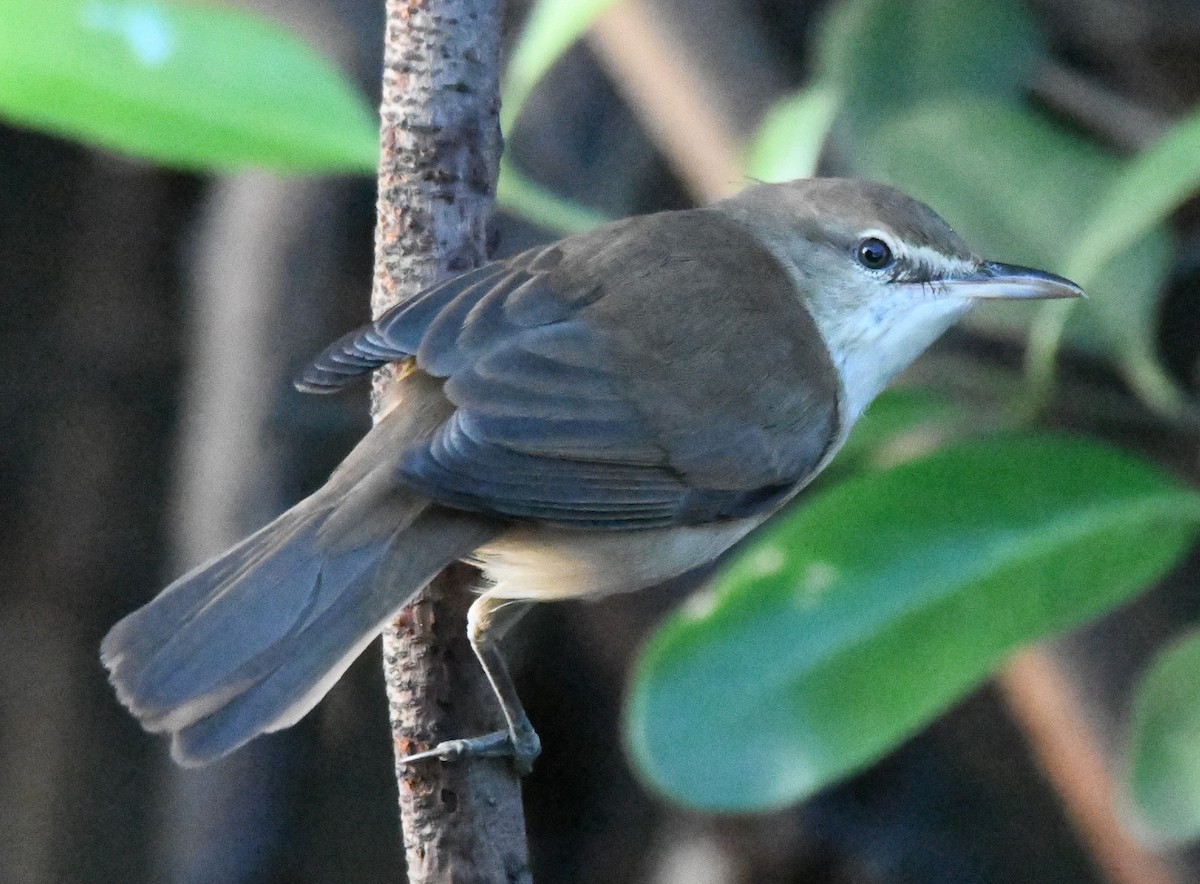 stentorsanger - ML646626621