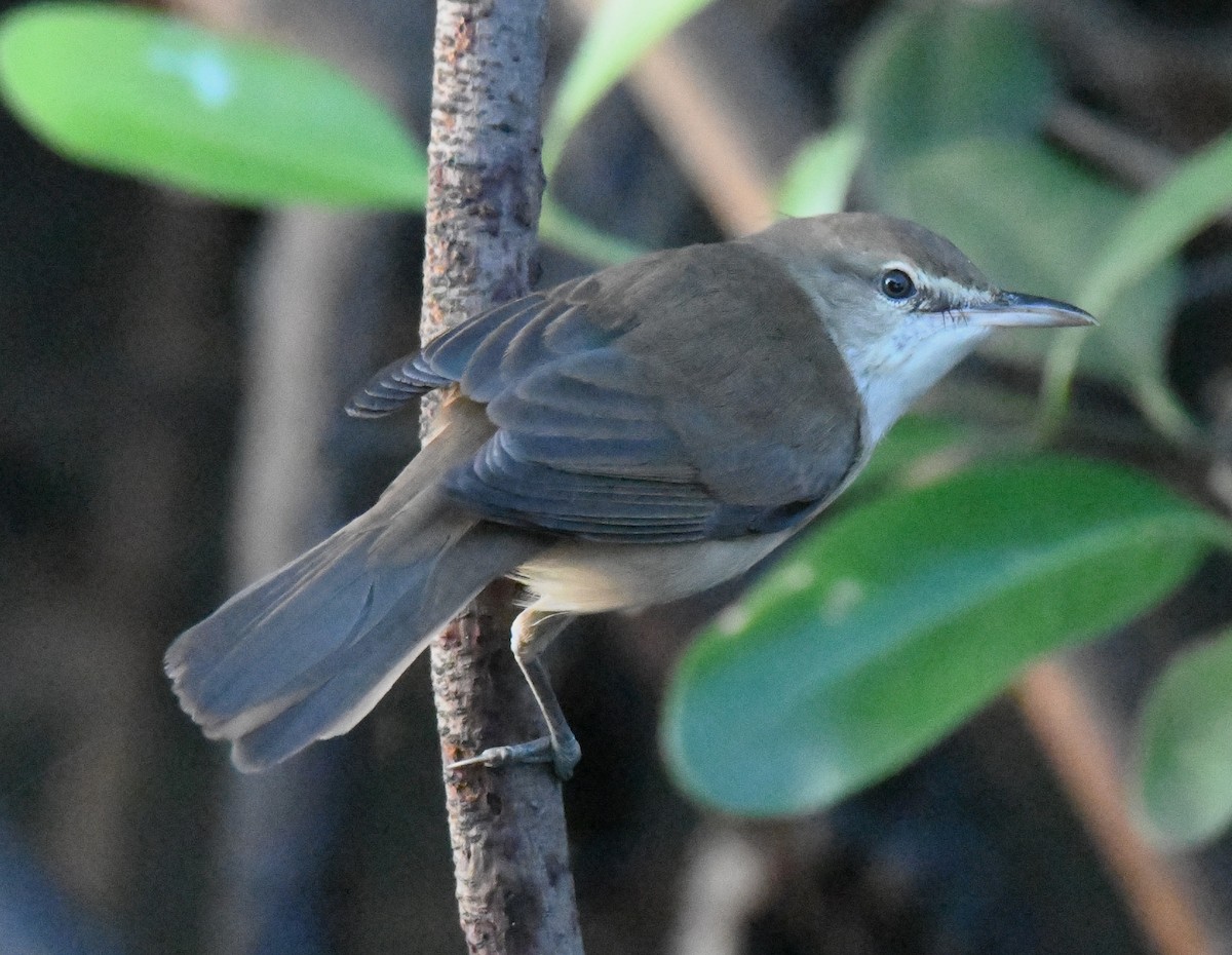 stentorsanger - ML646626622