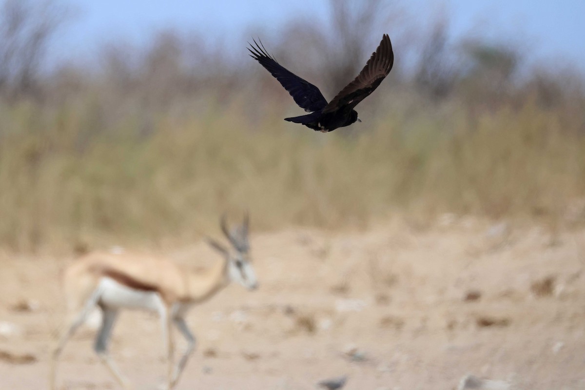 smalnebbkråke - ML646626623