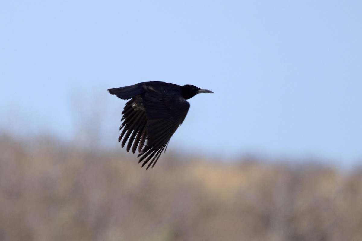 smalnebbkråke - ML646626624