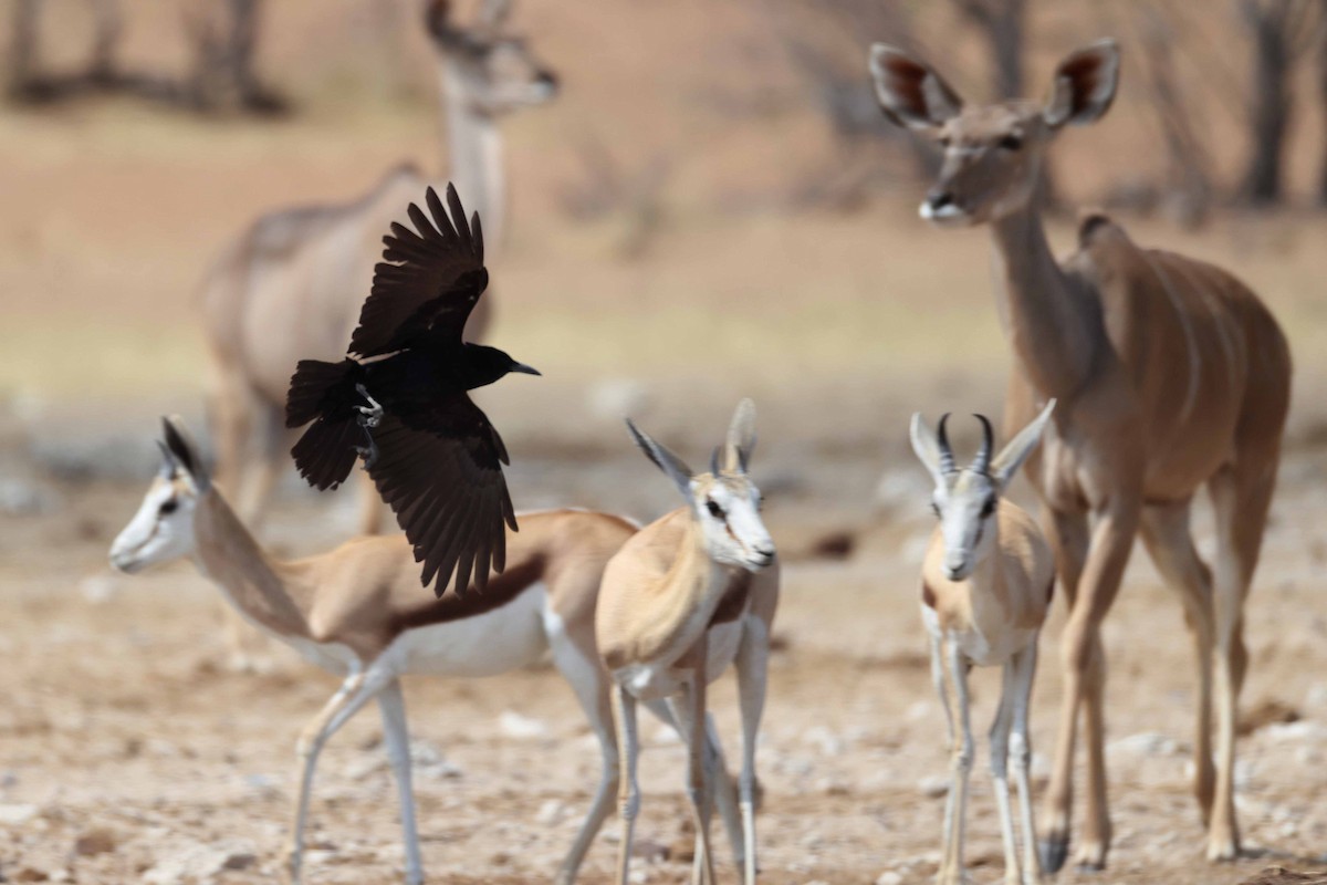 smalnebbkråke - ML646626625