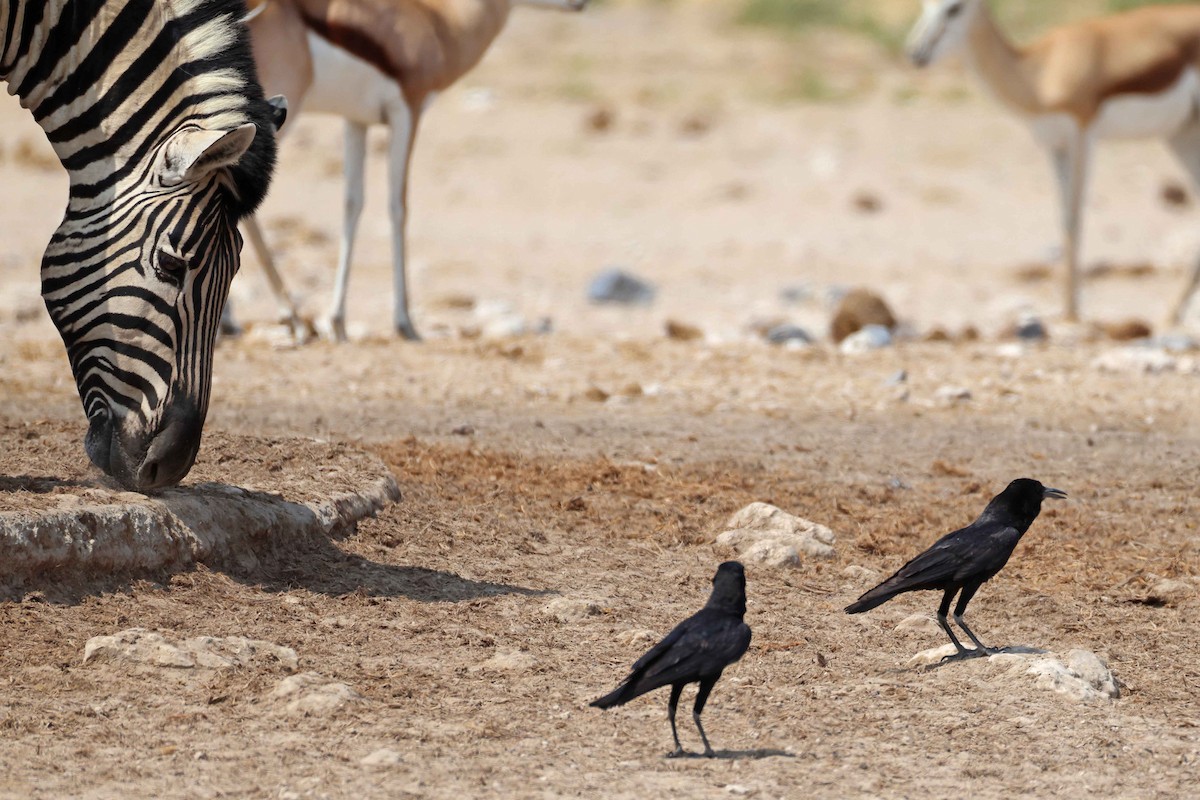 smalnebbkråke - ML646626627