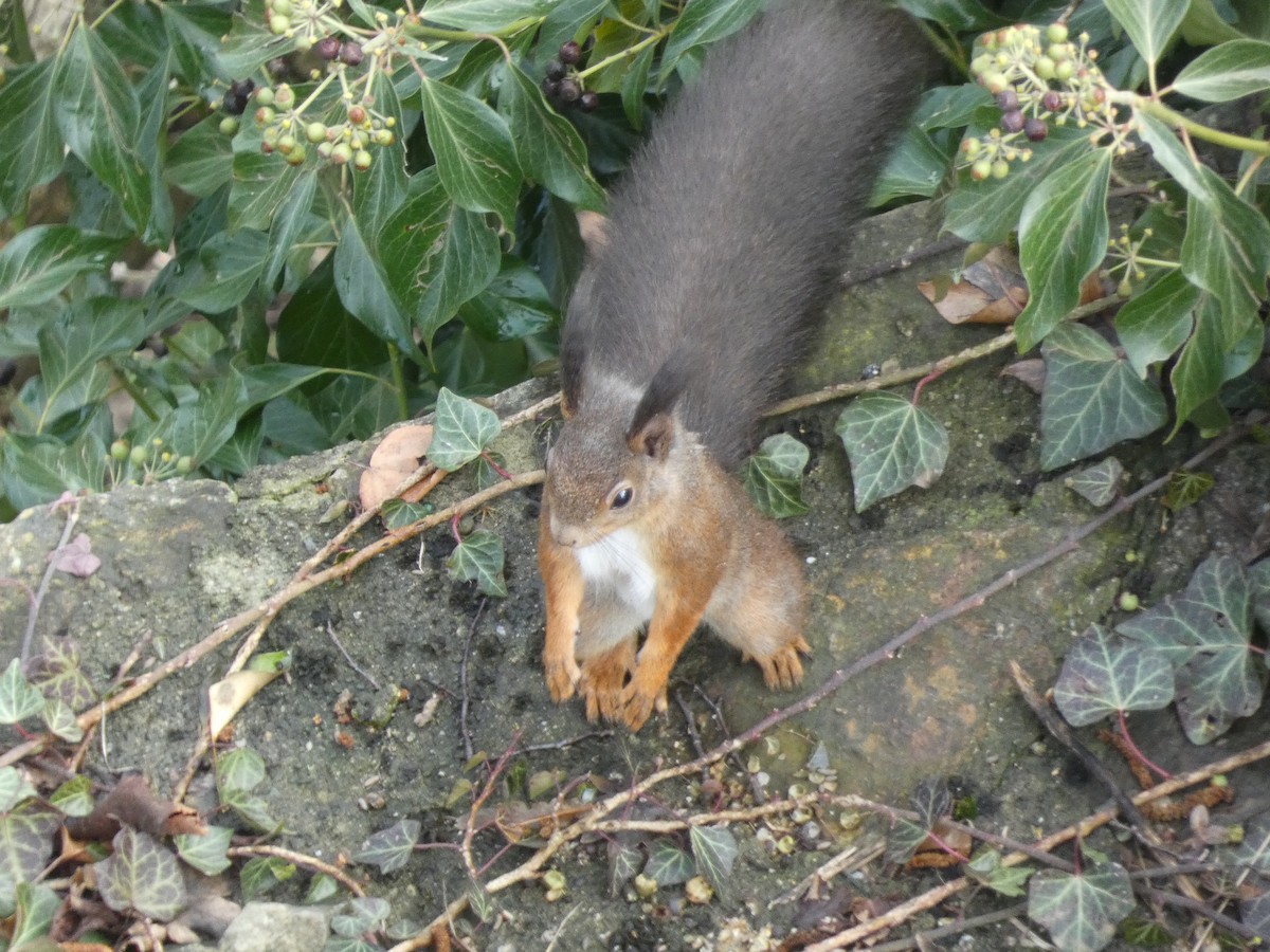 Eurasian Red Squirrel - ML646626634
