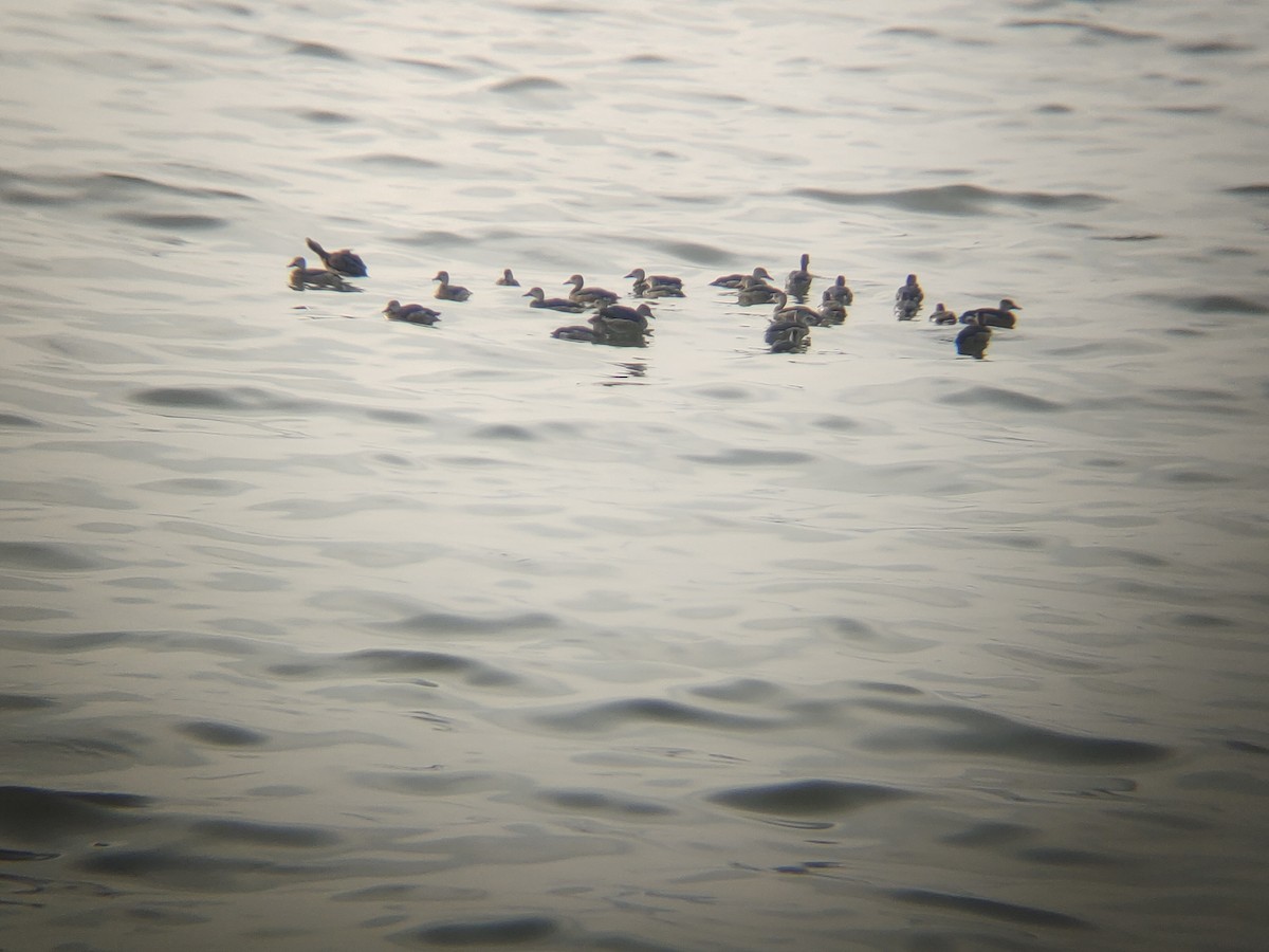 småplystreand - ML646626642