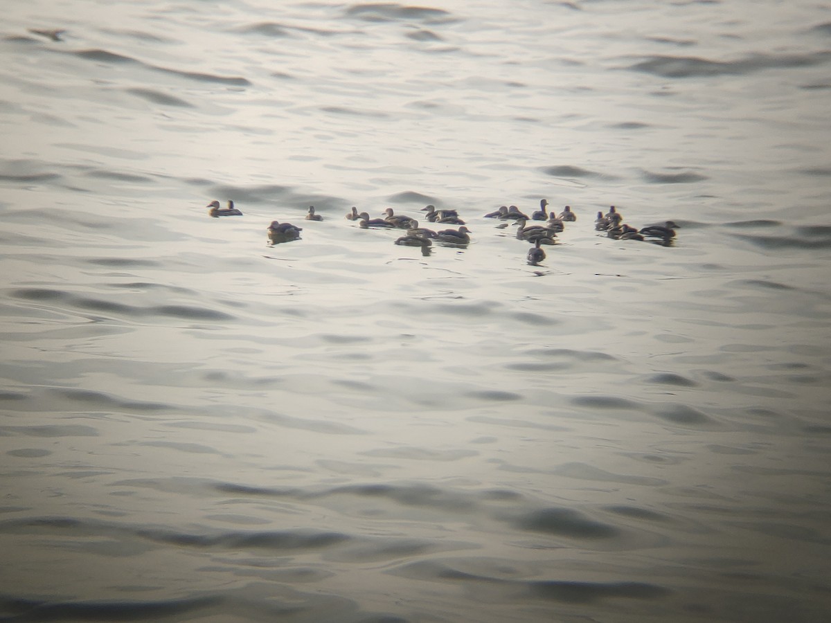 småplystreand - ML646626643