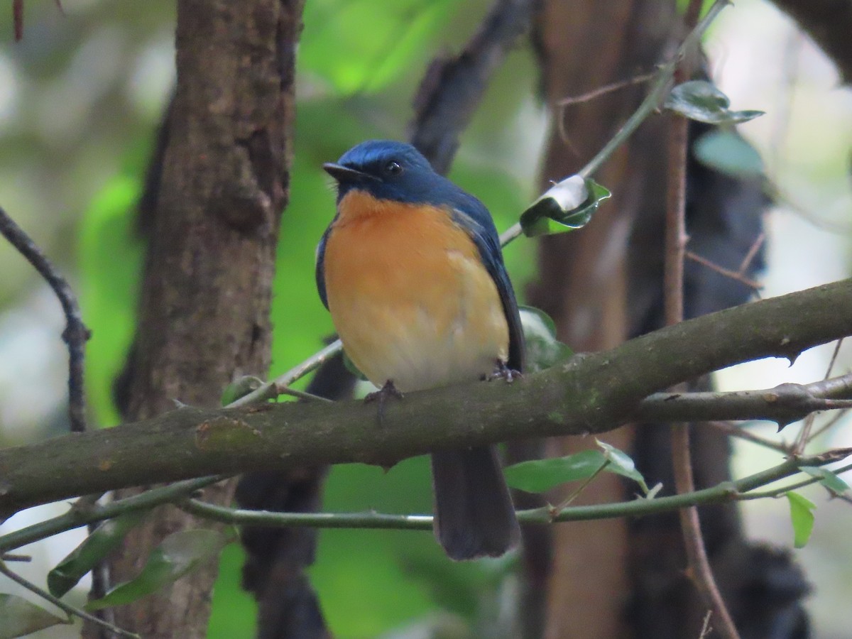 buskfluesnapper - ML646626644