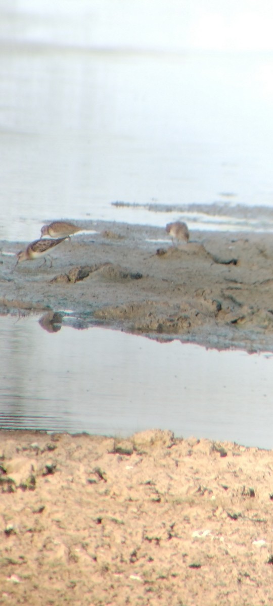 pygmésnipe - ML646626647