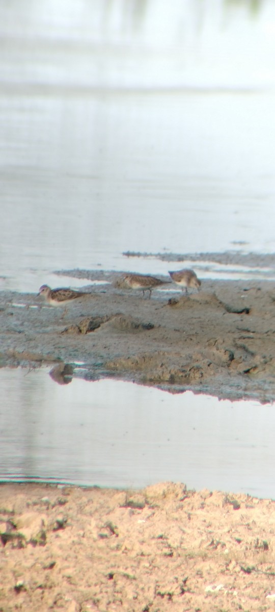 pygmésnipe - ML646626649