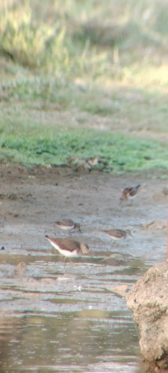 pygmésnipe - ML646626652