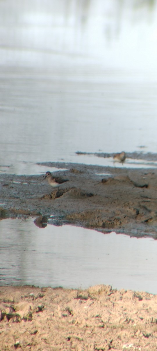 pygmésnipe - ML646626653