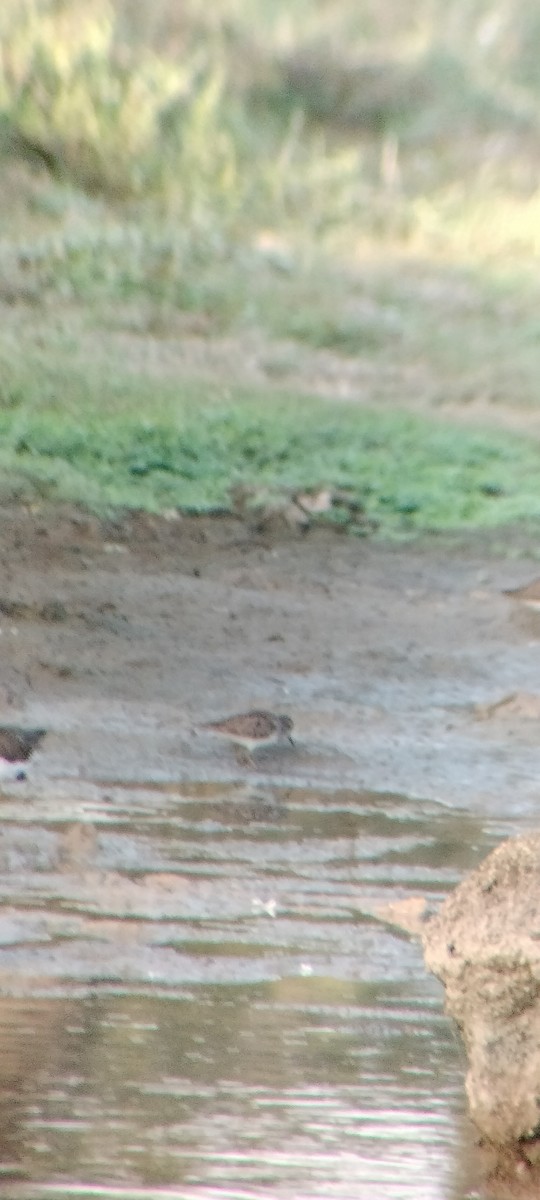 pygmésnipe - ML646626654