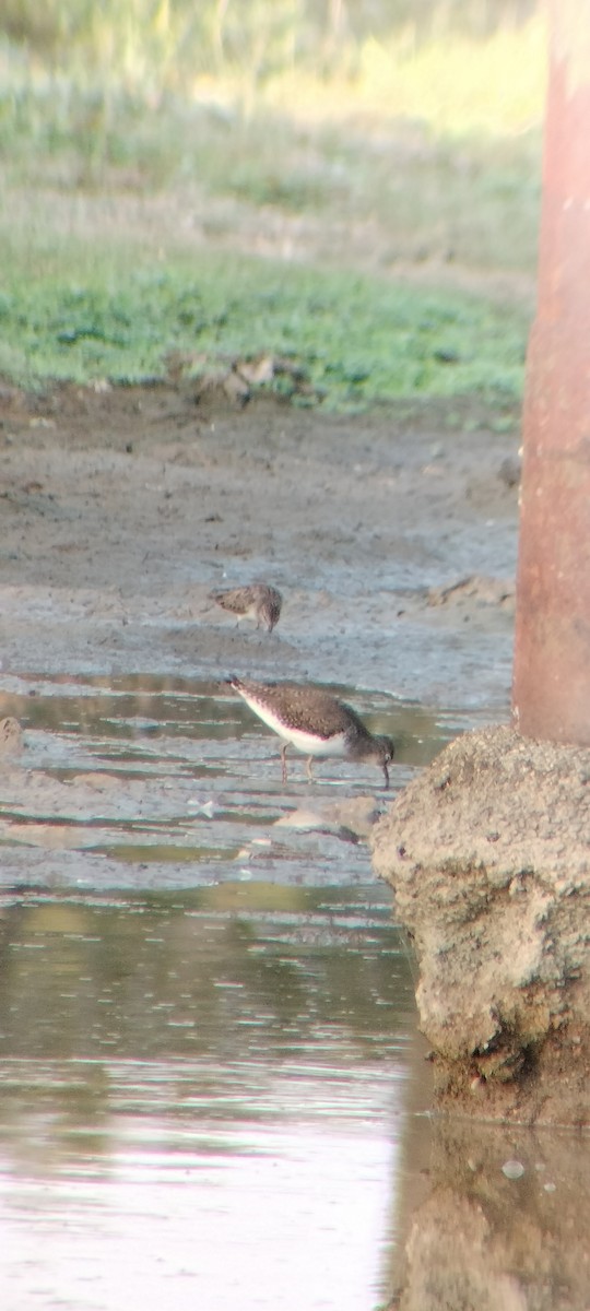 pygmésnipe - ML646626656