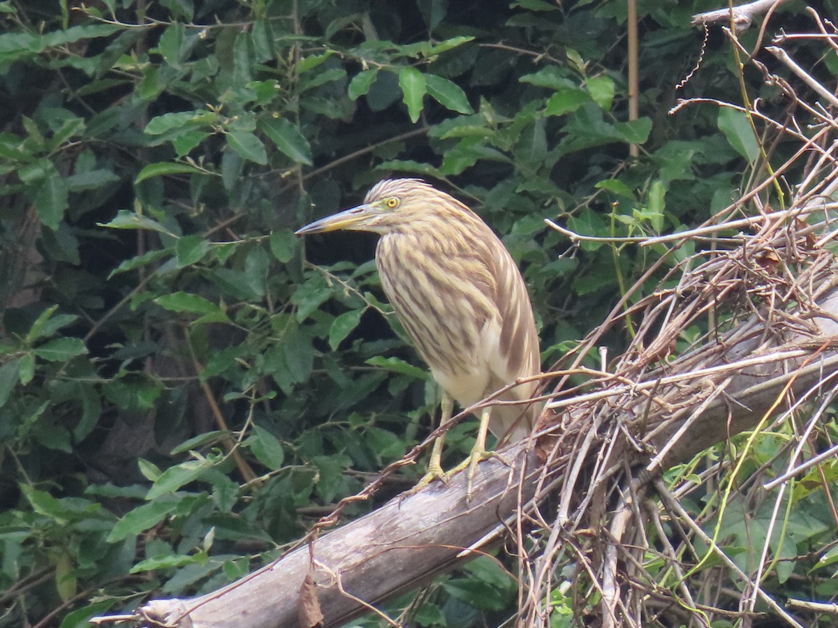 mangrovehegre - ML646626659