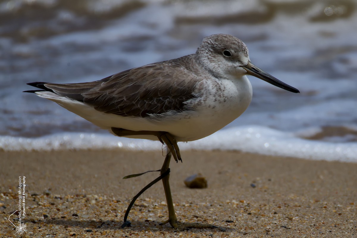 vodouš ochotský - ML646626660