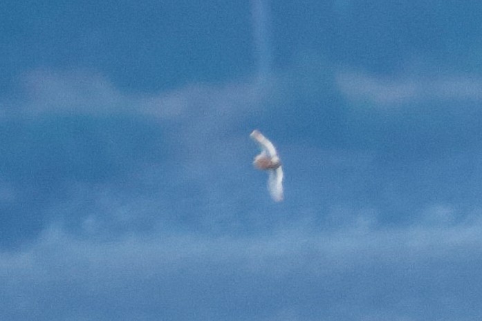 Kızıl Denizdüdükçünü - ML646626661