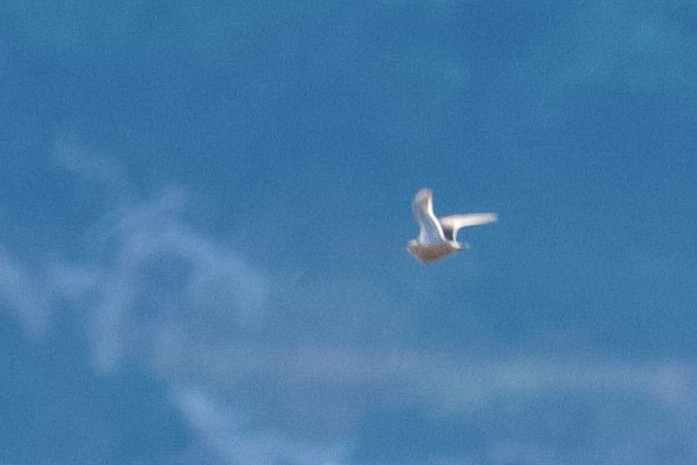 Kızıl Denizdüdükçünü - ML646626662