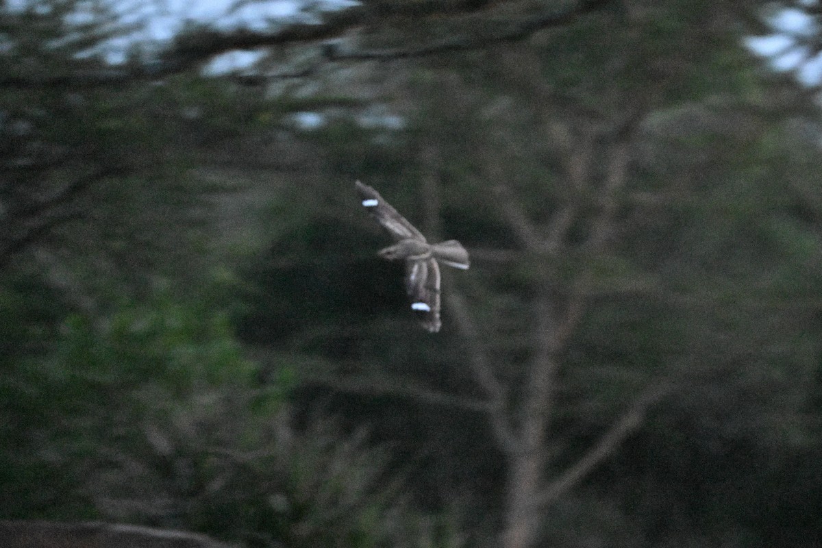 Slender-tailed Nightjar - ML646626669