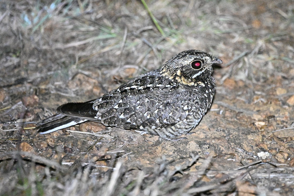 Sombre Nightjar - ML646626670