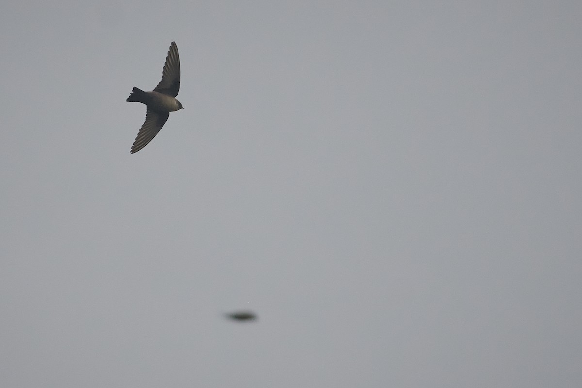 Eurasian Crag-Martin - ML646626671